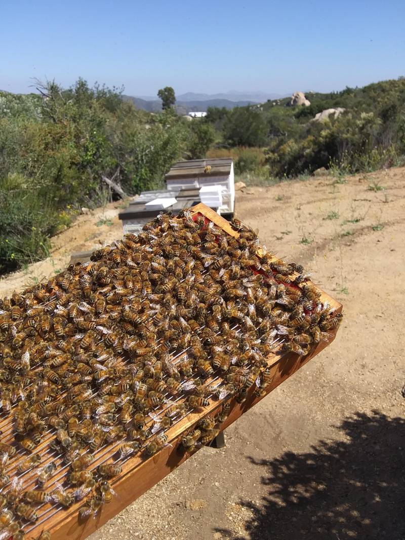 Reines Bienengiftpulver | 1 Gramm von HoneySpringsBeeCom