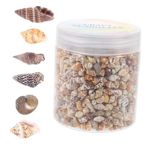 1 Schachtel Strand Natürliche Jakobsmuschel Muscheln Tank Natürliches Muscheldekor Aquarium-muschel-dekoration Betta-log Schiff Panzer Nautisch Pilzdekor Aquariensteine Filet Hülse IWOWHERO von IWOWHERO