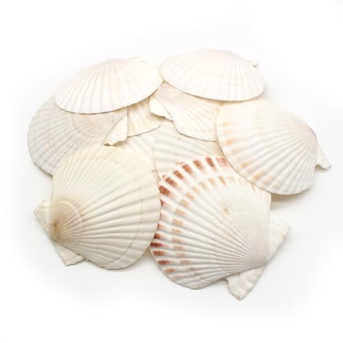 JDBlissful 20er große weiße Jakobsmuscheln, Jakobsmuscheln für Handwerk 6-8 cm, Shell Shell große Jakobsmuschel natürliche Muschel Jakobsmuschel für Ostern Dekoration DIY Handwerk Hochzeit (20) von JDBlissful