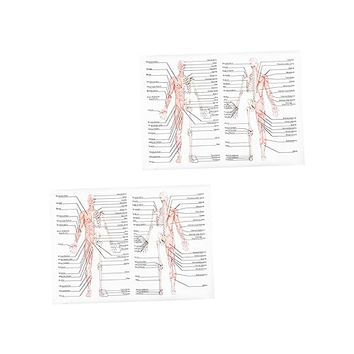 JEWEDECO 2 Stücke Menschliche Anatomie Poster Skelett Muskeln Lehrbild Anatomy Malerei von JEWEDECO