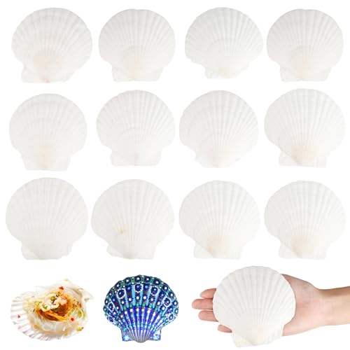 JIANGZHIB Große Natürliche Muschelschalen, 12 Stück Jakobsmuscheln deko, Weiße muscheln groß, Muscheln für Küche Dekoration, Muscheln zum Basteln, Muschel BH, DIY Muscheln zum Bemalen von JIANGZHIB