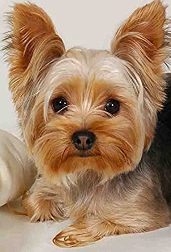 JNNPY Stickbilder Vorgedruckt Kreuzstich,11CT Kreuzstich Stickpackungen Vorgedruckt,Hund Yorkshire Terrier Tier,Kreuzstich Set Vorgedruckt für Wandkunst-Heimdekoration 40X50cm von JNNPY