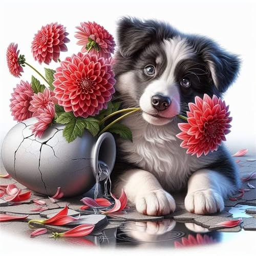 Border Collie Diamond Painting,5D DIY Diamond Painting Kits für Erwachsene,Blumen Tiere Diamant Painting Bilder Erwachsene Kinder Voll Kreuzstich Stickerei Kunst Handwerk für Home Wand Décor,30x30cm von Jinmer