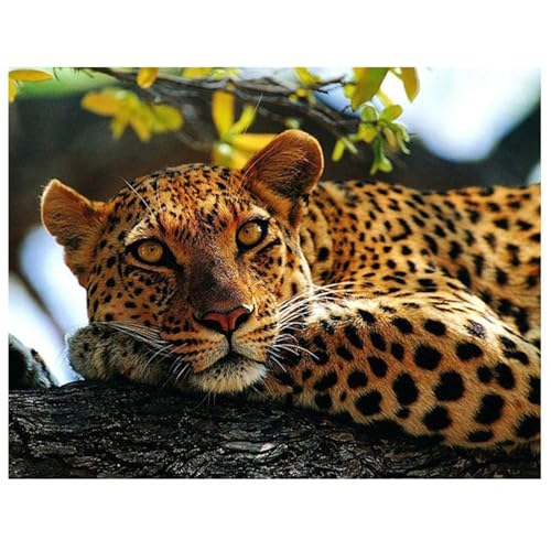 Jinmer Leopard Diamond Painting Set,5D DIY Diamant Painting Bilder Voller Rundbohrer Kristall Stickerei Kreuzstich Kunsthandwerk Home Schlafzimmer Büro Wand Dekoration,25x45cm von Jinmer