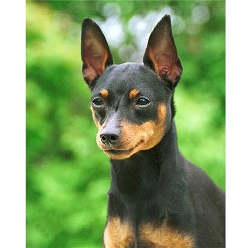 Pinscher Hund Diamond Painting Set,5D DIY Diamant Painting Bilder Voller Rundbohrer Kristall Stickerei Kreuzstich Kunsthandwerk Home Schlafzimmer Büro Wand Dekoration,40x60cm von Jinmer