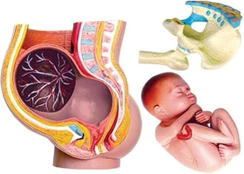 3D Jigsaw Vision Anatomiediagramm des menschlichen Schwangerschaftsbeckens, weibliches Schwangerschaftsbeckenmodell, Lehrmodell for die Anatomie des Fötuskörpers, Biologieunterricht, Montage- und Auss von JvFbjLF