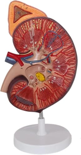 JvFbjLF Anatomisches Modell Einer menschlichen Niere, Viszeralmodell, Skelettmodell, Nebennierenmodell, Patientenkommunikationsmodell, medizinische Modelle for Lehr- und Demonstrationszwecke von JvFbjLF