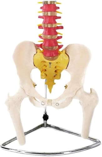 JvFbjLF Flexibles Wirbelsäulenmodell - Medizinisch-anatomisches menschliches Wirbelsäulenmodell mit Becken und Oberschenkelknochen - Anatomisches Wirbelsäulenmodell in Lebensgröße - 85 cm von JvFbjLF