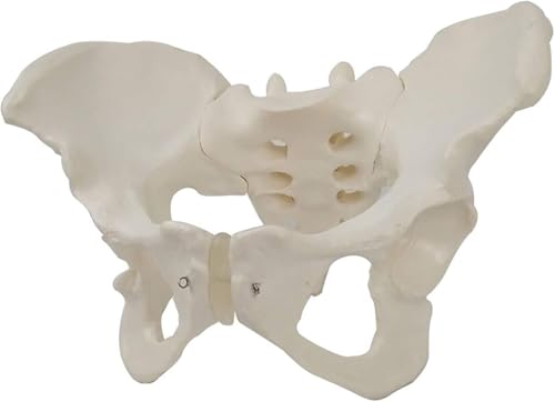 JvFbjLF Inaktive anatomische Modelle Weibliche Becken Anatomische Modelle Natürliche große Beckengelenke Tibia-Scham-Strukturen Mütterliche Geburtshilfe Displays Lehrmedizin von JvFbjLF