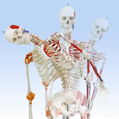 JvFbjLF Modelle der Skelettanatomie, Bausätze zur Anatomie des menschlichen Skeletts, Skelettsystem in Lebensgröße, inklusive verstellbarem Rollständer for Lernen und als Referenz von JvFbjLF