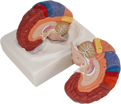 Medizinisches Gehirnanatomiemodell, 2-teiliges Anatomiemodell der Hirnarterie, Anatomiemodell des menschlichen Gehirns for die Präsentation des naturwissenschaftlichen Lernens im Klassenzimmer von JvFbjLF