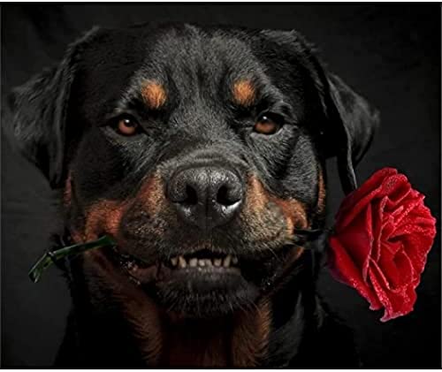 KESIMO 5D DIY Diamond Painting Kits für Erwachsene Rottweiler und rote Rose, rund, voller Bohrer, Stickerei, Kunsthandwerk, 30 x 40 cm von KESIMO