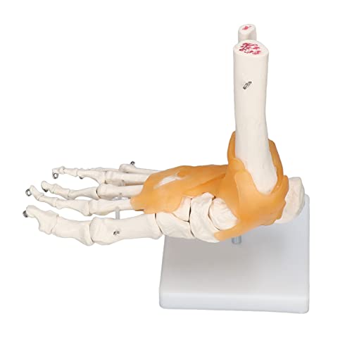 Menschliches Fußmodell, Ein Knöchelskelett mit Tierband 1 Bis Lebensgroße, um 360 Grad Drehbare Künstlerpuppen von KIMISS
