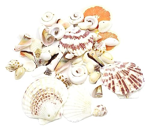 Große Muscheln Seestern DIY Handwerk dekorative Ornamente Fisch Aquarium Handschmuck Muschel Dekor Herstellung Ozean Traumfänger Anhänger Handwerk Perlen Dekorieren von KUSAGA