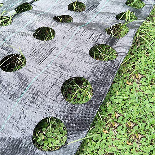 LAMF Unkrautvlies Mulchmatte für Gemüse, robuste Pflanzenschutzsperre für Garten, 100 x 360 cm, mit Pflanzlochdurchmesser 7,5 cm von LAMF