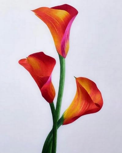 LEYIUYIU DIY vorgedrucktes Kreuzstich-Stickset 11CT Stickerei Bastelarbeiten für Kinder Erwachsene und Anfänger für Wandkunst Heimdekoration - Calla-Lilienblume - 40x50cm von LEYIUYIU