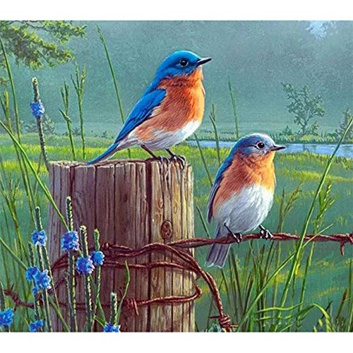 LWLFC Diamond Painting Zwei Rotkehlchen 5D Diamant Painting,Diamant Painting Bilder für Erwachsene Geschenk Hause Wall Decoration,Diamond Painting Set Full Kunst Handwerk .Diamant Bilder(30Cmx40Cm) von LWLFC