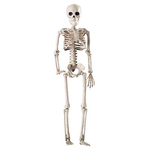 Ldabrye 36 cm menschliches Halloween-Schädel-Skelett-Dekoration, anatomisches Modell von Ldabrye