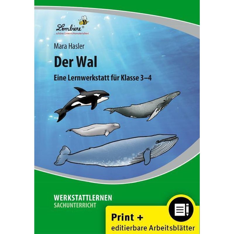Der Wal - Mara Hasler, Gebunden von Lernbiene Verlag