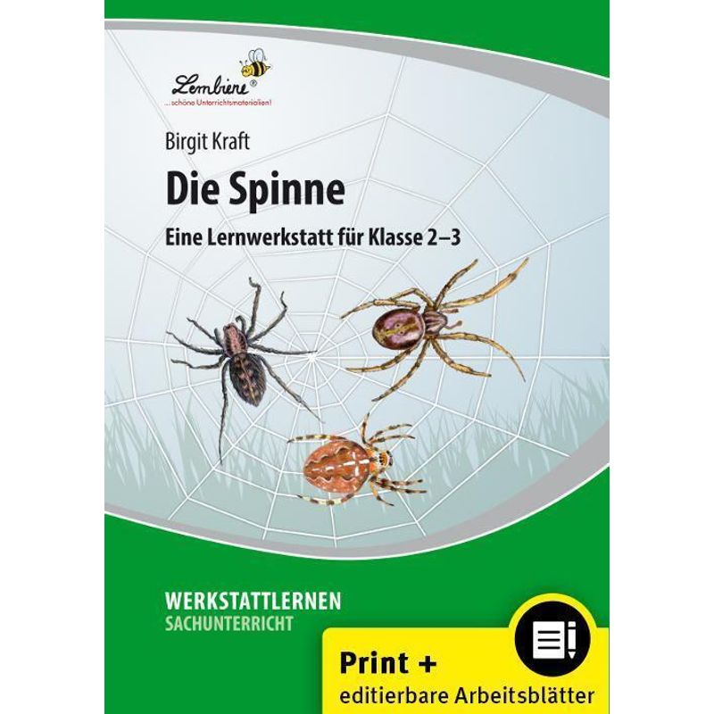 Die Spinne, M. 1 Cd-Rom - Birgit Kraft, Gebunden von Lernbiene Verlag