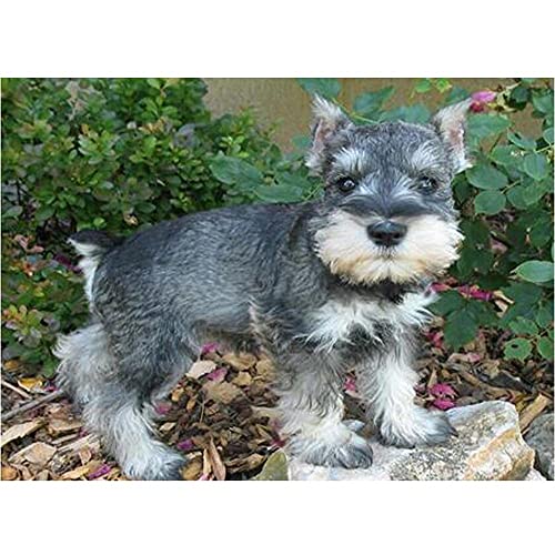 Licnay Diamond Painting Schnauzer Hund DIY 5D Full Kit Kreuzstich Full Diamond Strass Stickerei Große Geschenk Mosaik Dekoration Kunsthandwerk,Runder Bohrer,40x50cm von Licnay