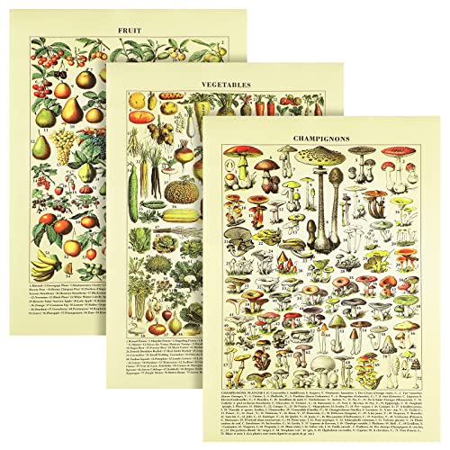 Lincia Abstrakte Vitamin-Diagramme, Wandkunst, Ernährungsposter, Obst und Gemüse, vertikales Poster für Küche, Schule, Klassenzimmer, Büro, ungerahmt (Pilz, Gemüse, Obst) von Lincia