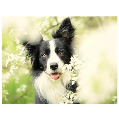 Malen nach Zahlen Erwachsene,Border Collie DIY Digital Ölgemälde Kits für Kinder Anfänger auf Leinwand mit Pinseln und Acrylpigment Ohne Rahmen für Home Wall Decor 30x40cm von Lituor