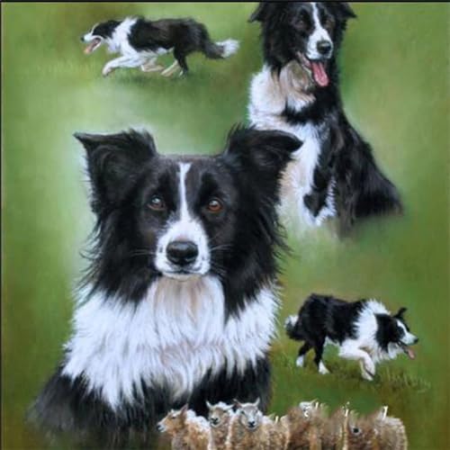 5D Diamant Painting Bilder Groß, Border Collie Schafe DIY Diamond Painting Set Strass Stickerei Diamant Malerei Kunsthandwerk Voller Diamant Kreuzstich Mosaik Gemälde Wall Dekor(Square Drill)60x60cm von LoRier