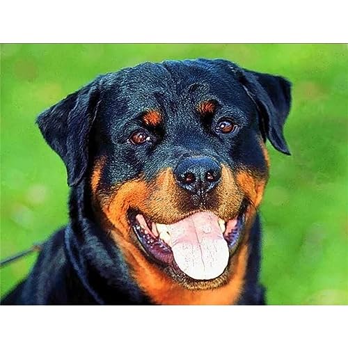 Diamond Painting Set Full Rottweiler-Hund DIY Diamant Malerei Bilder,5D Diamant Gemälde Strass Stickerei Kreuzstich-Set,Diamant malerei Kits Malen Nach Zahlen für Home Wall Decor (Square drill)25x30cm von LoRier