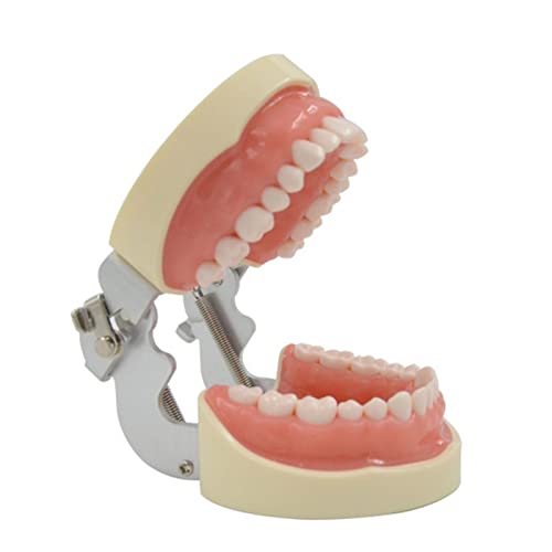 32 Abnehmbares Modell Weicher Zahn Zahnarzt Impicatura Vorbereitung Vorbereitung für kieferorthopädisches Produkt Praxis für den Unterricht Typ Modell für den Praxisstudenten von MFYHMY