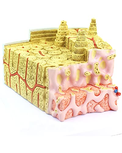 80-fache Vergrößerungsmodell der menschlichen Knochenstruktur. PVC-Modell der menschlichen Knochenmark-Mikrostruktur. Anatomisches Modell von MFYHMY