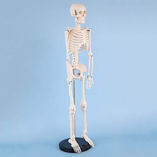 85 cm großes menschliches Skelettmodell, medizinisches anatomisches Modell für die Ausstellung zur Ausbildung von Krankenhausschulen von MFYHMY