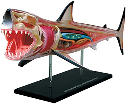 Anatomiemodell, Zusammenbau-Lernmodell 4D Visual Shark Anatomisches Modell Abnehmbares Organ und Körperteil Bildung oder Veterinärmedizin Tolles Geschenk von MFYHMY