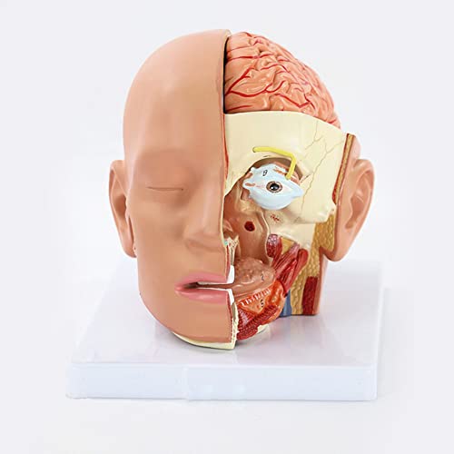 Anatomiemodell des menschlichen Kopfes, Modell der Mund- und Nasenhöhle des Gehirns, des Kleinhirns, des Augapfels, 4 Teile des Kopfanatomieschädels von MFYHMY