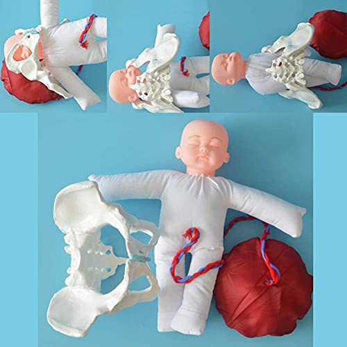 Anatomisches Modell, Skelettmodell, geburtshilfliches Formationsmodell, Lieferung mit Beckenkörper und Kind für Frauen für den Gynäkologieunterricht für den Studienanzeigeunterricht von MFYHMY