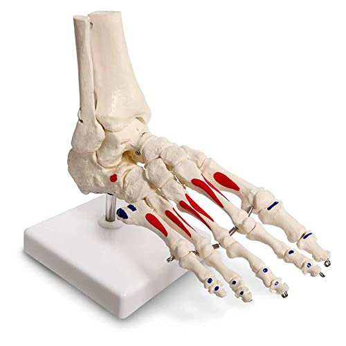 Anatomisches Modell Skelettmodell Skelettmodell des anatomischen Modells des Modells des Modells des menschlichen Fußknochenmodells von MFYHMY
