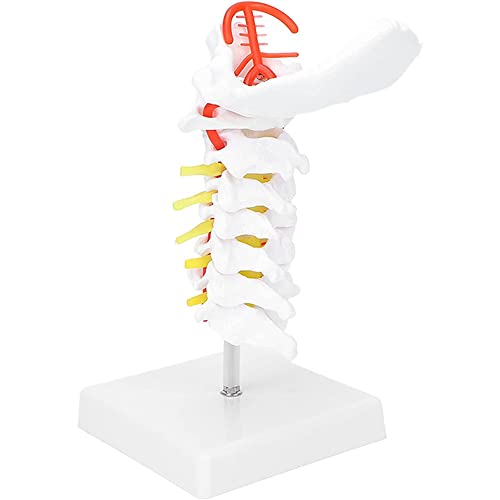 Anatomisches Modell Skelettmodell der Wirbelsäule Modell der Wirbelsäule Modell des Rückenmarks Abnehmbares Modell menschlicher Spinalnerven von MFYHMY