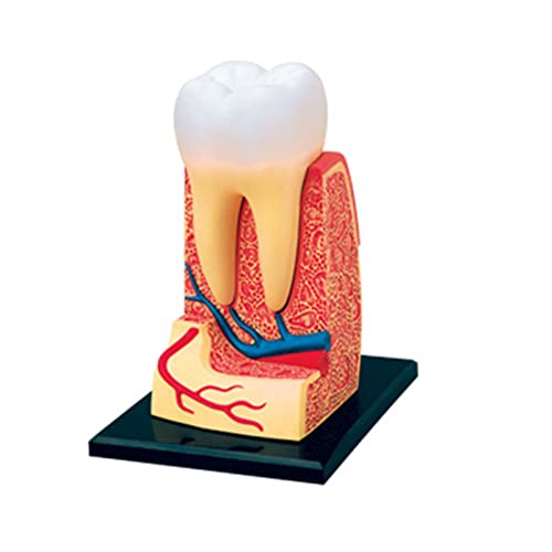Anatomisches Modell Zähne Anatomisches Modell Demonstrationsmodell für die Zahnarztpraxis Demonstrationswerkzeug Zähne Anatomisches Modell Anatomisches Modell Zahnarztausbildung Präparation von MFYHMY