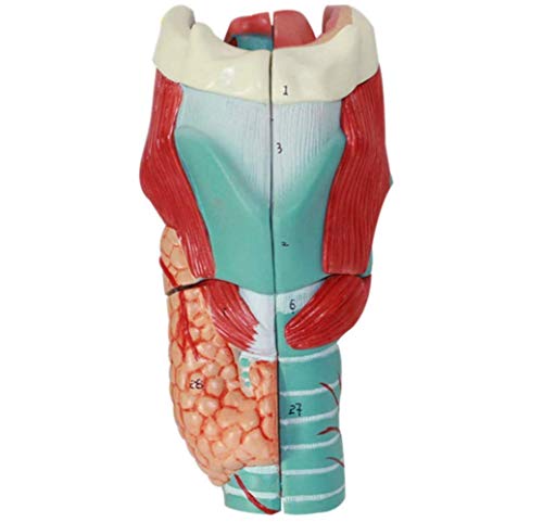Anatomisches Modell des 3-fachen Halses, Verstärkung des Anatomie-Anzeigemodells, Suche nach dem Hals des anatomischen Skeletts für den pädagogischen Unterricht von MFYHMY