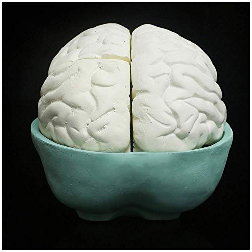 Anatomisches Modell des Gehirns – Medizinisches anatomisches Gehirnmodell – Abnehmbares Anatomiemodell des menschlichen Gehirns – Zur Studiendarstellung und zum Lehren Medizinisches Modell von MFYHMY