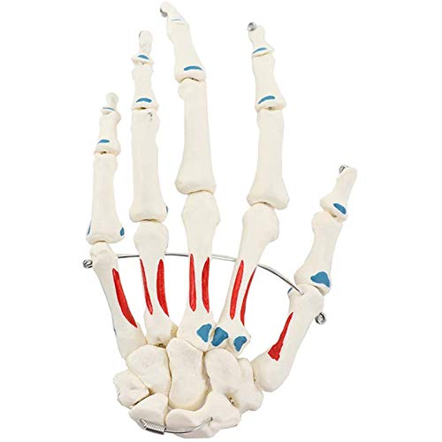Anatomisches Modell des Handgelenks, lebensgroßes Handgelenksskelettmodell für Handgelenksstudien und medizinische Anatomie von MFYHMY