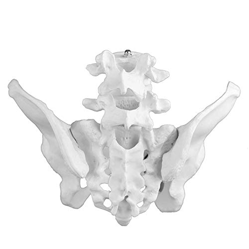 Anatomisches Modell des männlichen Beckens, medizinisches anatomisches Modell für medizinische Ausbildung, Ausbildungshilfe, Laborbedarf von MFYHMY