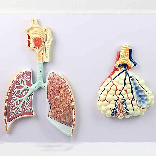 Anatomisches Modell des menschlichen Atmungssystems, Lungenmodell mit vergrößerten Alveolen, für die Ausstellung zur Ausbildung von Krankenhausschulen von MFYHMY