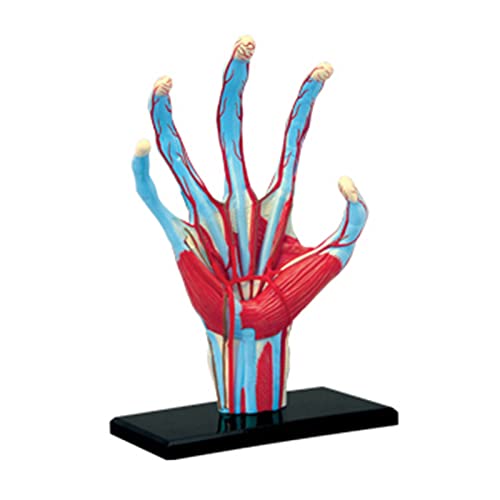 Anatomisches Modell des menschlichen Handskeletts mit Muskelband, Nerv, Blutgefäß, wissenschaftliches didaktisches Modell der menschlichen Hand. Anatomische Modelle der menschlichen Hand von MFYHMY