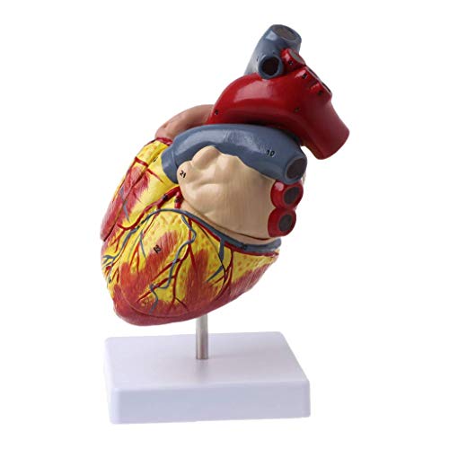 Anatomisches Modell des menschlichen Herzens, Werkzeug zur Demontage und Präparation viszeraler Organressourcen von MFYHMY