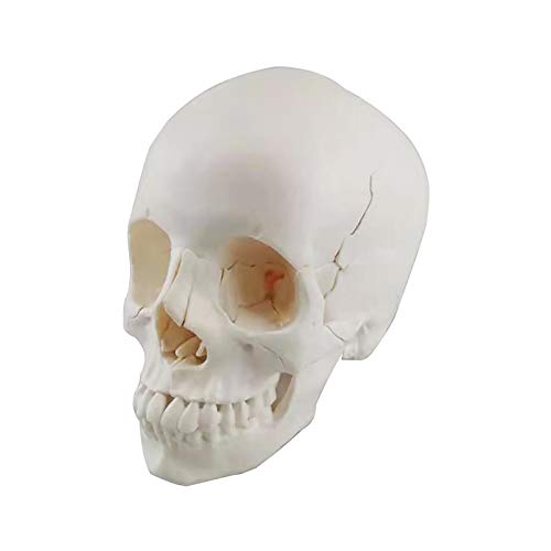 Anatomisches Modell des menschlichen Schädels, lebensgroßes menschliches Anatomie-Kopfskelettmodell, für die medizinische Ausbildung von MFYHMY