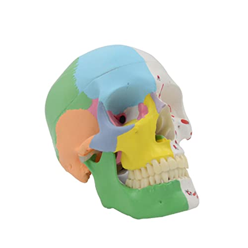 Anatomisches Modell des menschlichen Schädels. Material aus PVC-Material. Hilfsmittel zur Bildung des Calotta-Modells. Cranio. Abnehmbares Lernmodell. Anatomische Modelle des Menschen von MFYHMY