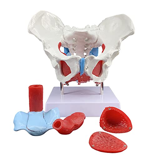 Anatomisches Modell des weiblichen Beckens, menschliches anatomisches Knochenmodell für die Lern- und Bildungsdarstellung von Kindern von MFYHMY