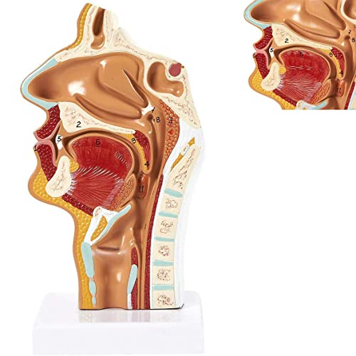 Anatomisches Modell für die Kunst, menschliches anatomisches medizinisches Modell der Nasenhöhle des Rachens, medizinisches Modell von Kehlkopf- und Rachenstörungen für den Schulunterricht von MFYHMY