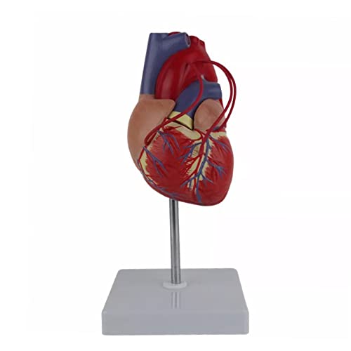 Anatomisches Modell in Form eines menschlichen Herzens mit natürlicher Größe zum Studium im Klassenzimmer und in der Kardiologie. Anatomische Strukturen für das Anatomiemodell des Herzens von MFYHMY